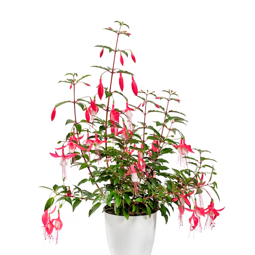 FUCSIA GIGANTE H25 CM APROX. / BOL