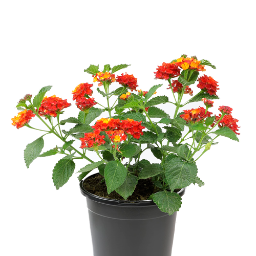LANTANA TRICOLOR H25 CM APROX. / BOL