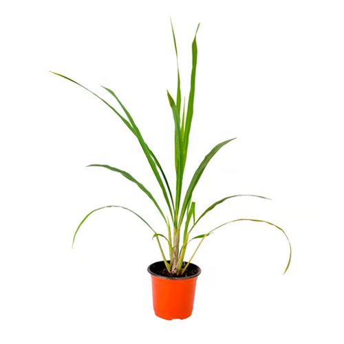 HIERBA LUISA H25 CM APROX. / BOL