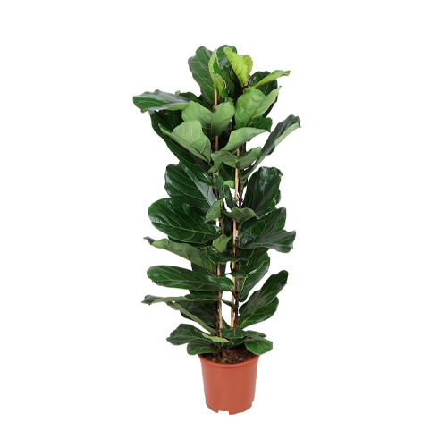 FICUS PANDERETA H50 CM APROX. / BOL