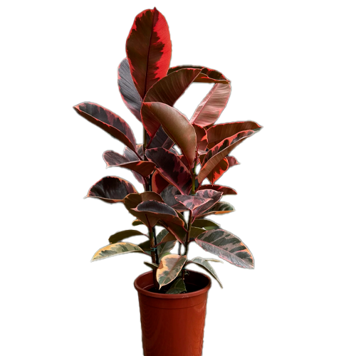 CAUCHO ROJO H150 CM APROX. / BOL