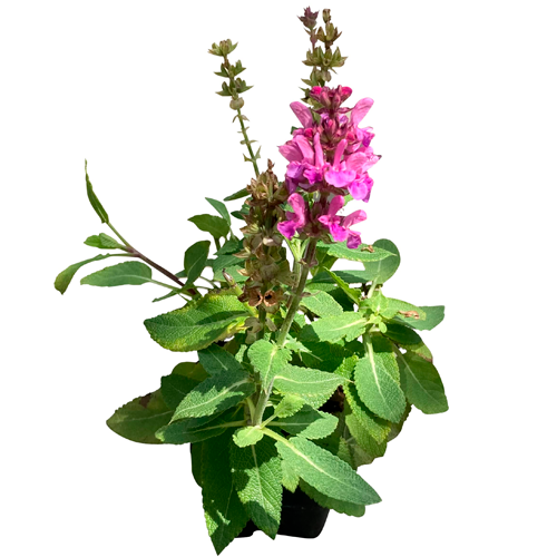 SALVIA VERTICAL H50 CM APROX. / BOL