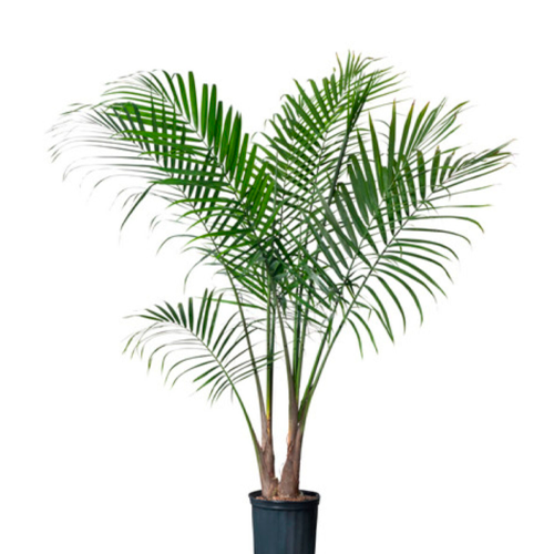 PALMERA BRUJA H350 CM APROX. / BOL