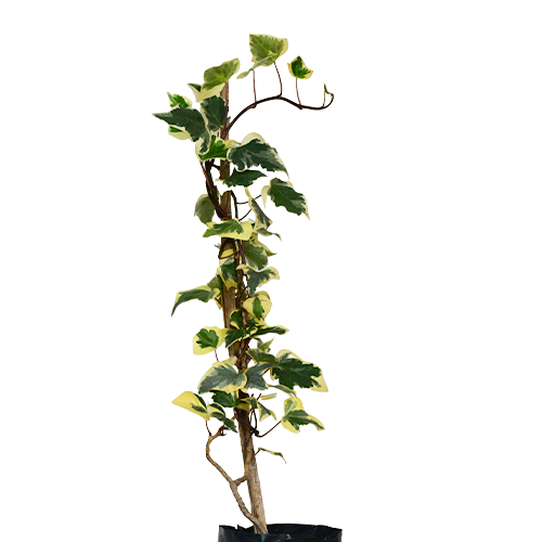 HIEDRA BLANCA VERTICAL H50 CM APROX. / BOL