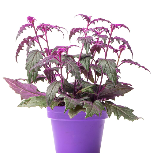 PASION PURPURA H50 CM APROX. / BOL