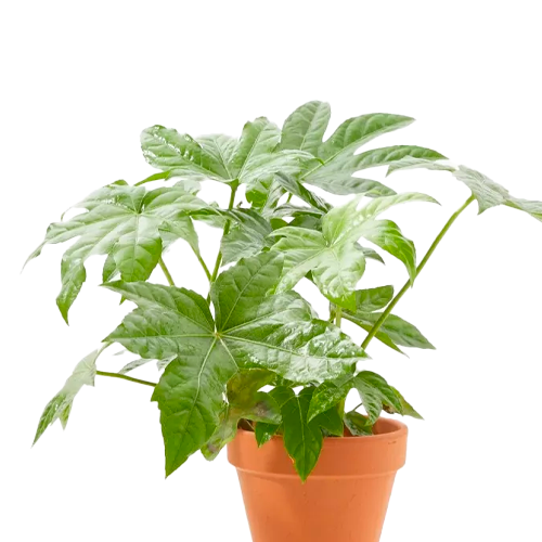 ARALIA BLANCA H25 CM APROX. / BOL