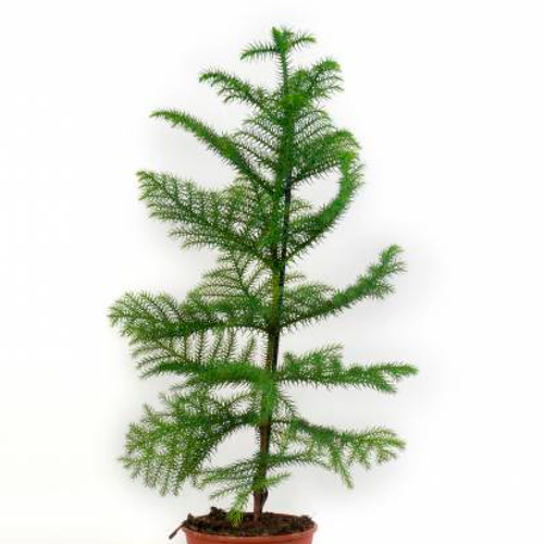 ARAUCARIA H50 CM APROX. / BOL