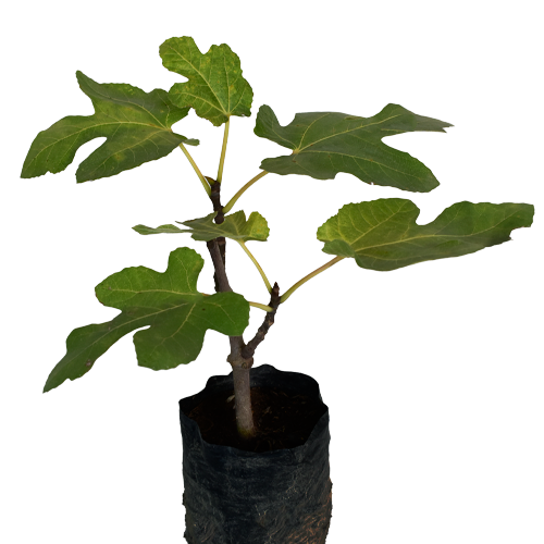HIGO NEGRO H50 CM APROX. / BOL