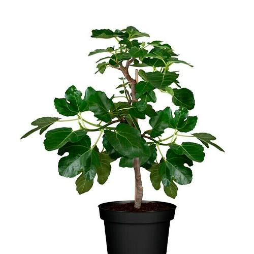 HIGO NEGRO H50 CM APROX. / BOL