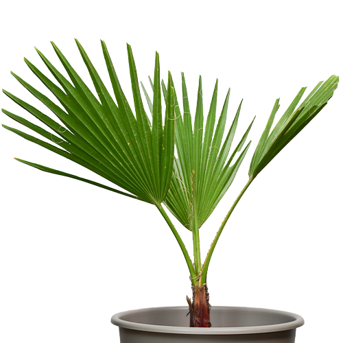 PALMERA ABANICO H25 CM APROX. / BOL