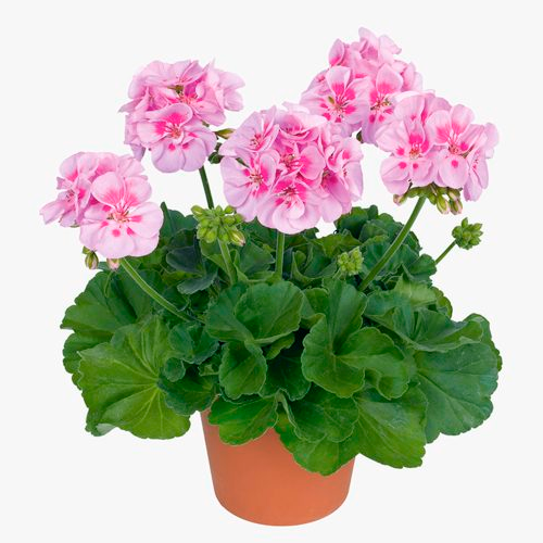 GERANEO ELEGANTE ENANO LIMA H25 CM APROX. / BOL