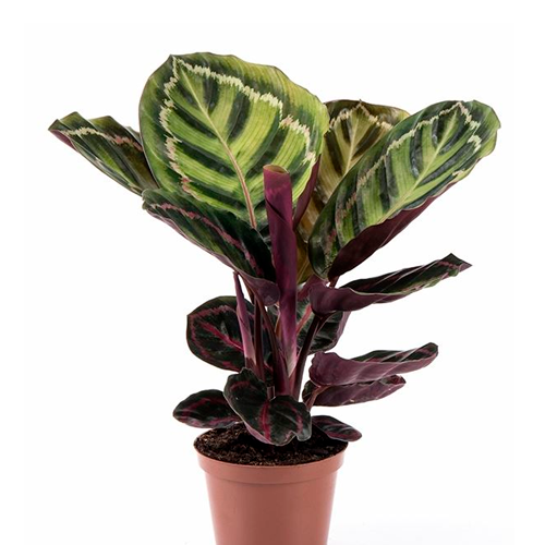 PLANTA DE MEDALLON H50 CM APROX. / BOL