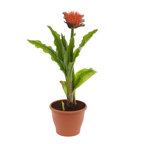 SCADOXUS H25 CM APROX. / BOL