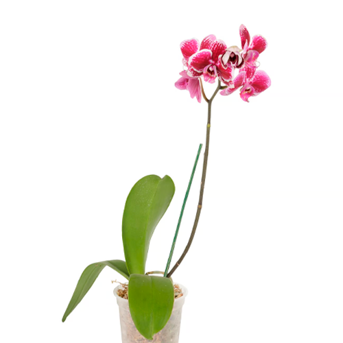 ORQUIDEA H100 CM APROX. / BOL