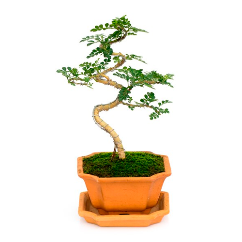 BONSAI H25 CM APROX. / M - PLA #6