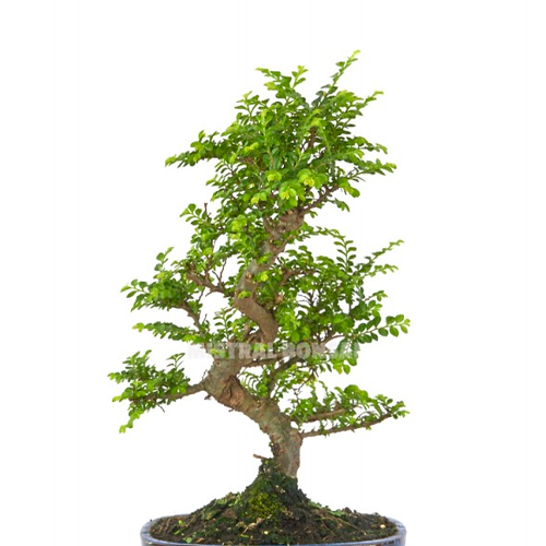 BONSAI H25 CM APROX. / BOL #7