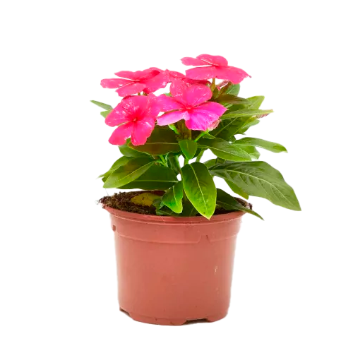 VINCA AQP H25 CM APROX. / BOL