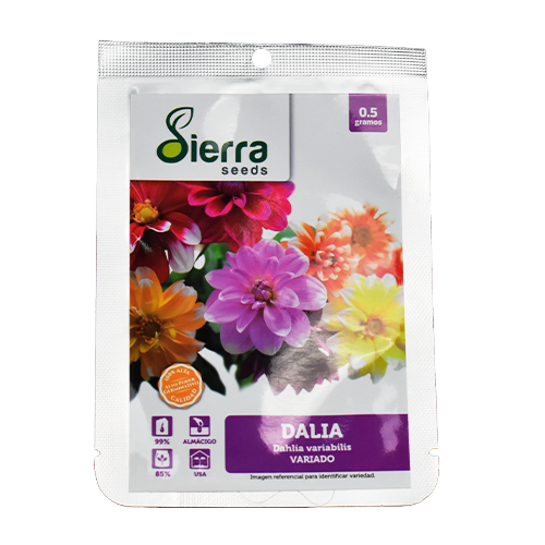 SEMILLA DALIA / SIERRA S.