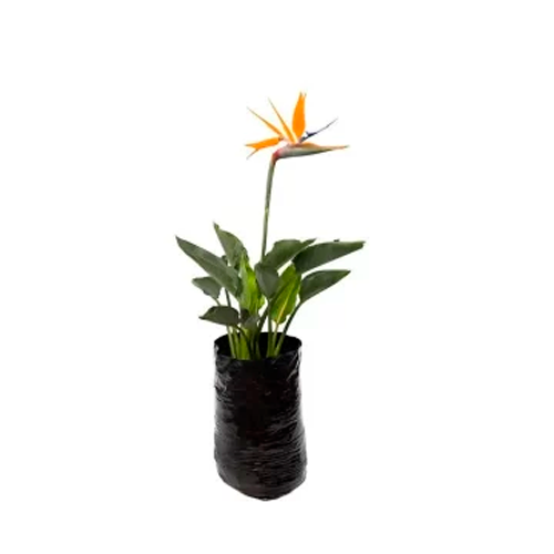 AVE DEL PARAISO H25 CM APROX. / BOL