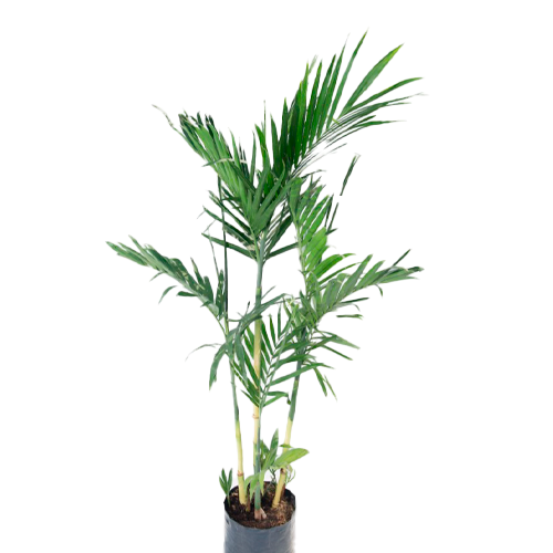 PALMERA BAMBU SIMPLE H250 CM APROX. / BOL
