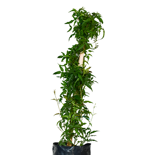 JAZMIN INDU H75 CM APROX. / BOL