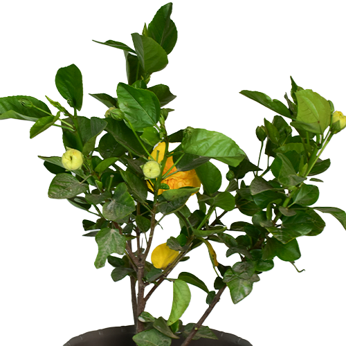 CUCARDA H35 CM APROX. / BOL
