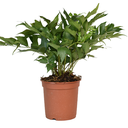 HELECHO CUERO H25 CM APROX. / M - PLA