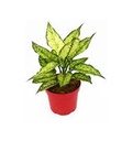  AGLAONEMA EN MACETA PREMIUM 
