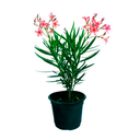  LAUREL DE FLOR ADELFA EN MACETA PREMIUM 