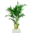  PALMERA BAMBU EN MACETA PREMIUM 