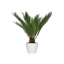  PALMERA CICA EN MACETA PREMIUM 