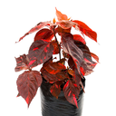 CALIFIA ROJA H50 CM APROX. / BOL