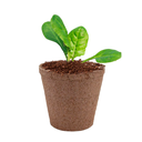 ACELGA H25 CM APROX. / BOL