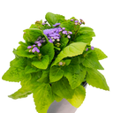 AGERATUM H25 CM APROX. / BOL