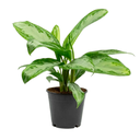 AGLAONEMA ENANA H25 CM APROX. / M - PLA