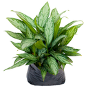 AGLAONEMA GIGANTE H50 CM APROX. / M - PLA