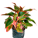 AGLONEMIA ROJO H25 CM APROX. / M-PLA