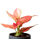 AGLONEMIA ROSADA H30 CM APROX. / BOL