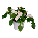 ALEGRIA DEL HOGAR H25 CM APROX / M - PLA