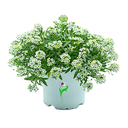 ALYSSUM H25 CM APROX. / BOL