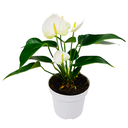 ANTURIO BLANCO H25 CM APROX. / BOL