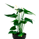 ANTURIO BLANCO H75 CM APROX. / BOL