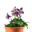 AQUILEGIA H25 CM APROX. / MAC