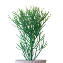 ARBOL DE LOS DEDOS H100 CM APROX. / M - PLA