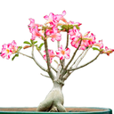 ARBOL DEL DESIERTO H25 CM APROX. / BOL