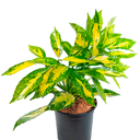 AUCUBA H35 CM APROX. / BOL