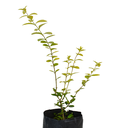 AZAR DE NOVIA AMARILLA H50 CM APROX / BOL