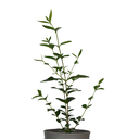 AZAR DE NOVIA VERDE H25 CM APROX. / BOL