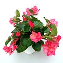 BEGONIA SIMPLE H50 CM APROX. / BOL