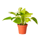BOA NEON H25 CM APROX. / BOL
